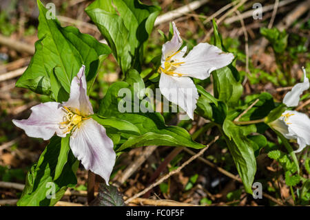 Western trillium, Trillium ovatum, blooimg nel selvaggio. Mt Hood National Forest, Oregon, Stati Uniti d'America Foto Stock