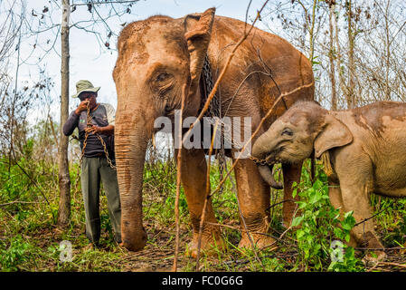 Un mahout che abbina un elefante Sumatra adulto con un bambino per una passeggiata di ritorno al centro degli elefanti dopo aver nutriti sulla prateria. Via Kambas, Indonesia. Foto Stock