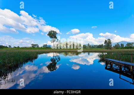Zona umida stagno a tempo di giorno Foto Stock