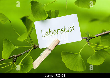 La parola "Lebenslust in un Ginkgo Tree Foto Stock