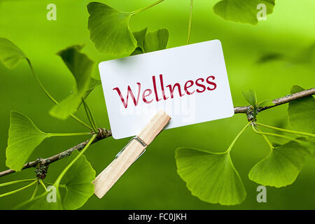 La parola "Wellness" in un Ginkgo Tree Foto Stock