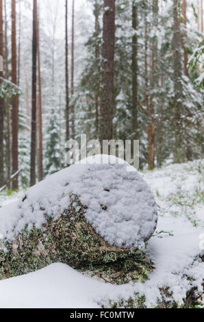 Legname segato in nevoso inverno forest Foto Stock