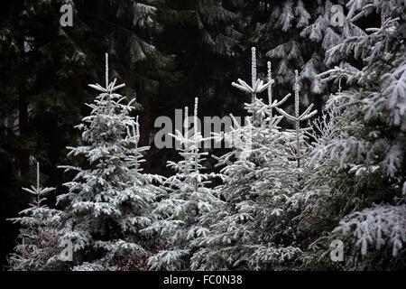 Raureif im Wald Foto Stock