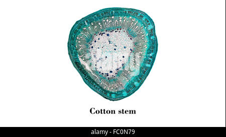 Cotone micrografia a stelo Foto Stock