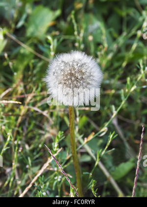 Fluffy tarassaco Foto Stock