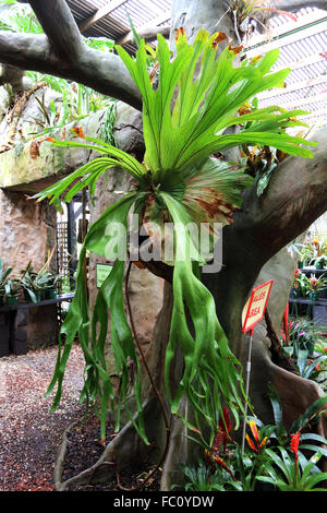 Platycerium superbum o noto anche come staghorn fern Foto Stock