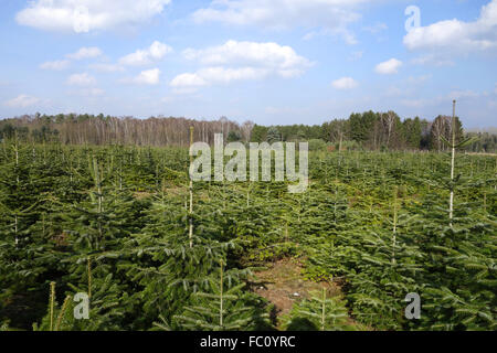 Albero di natale di piantagione Foto Stock