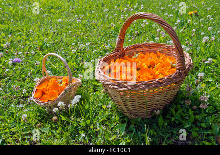 Due canestri di vimini pieno di fiori di calendula nel prato con fiori di trifoglio su soleggiate giornate estive Foto Stock