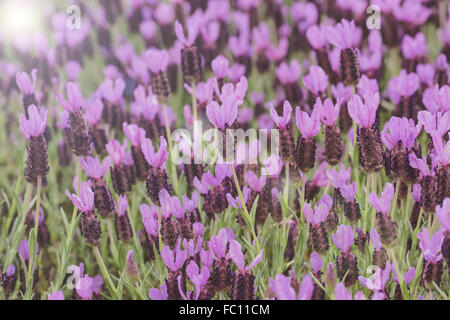 Lo spagnolo lavanda Foto Stock