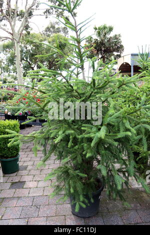 Araucaria Heterophylla o conosciuto come Isola Norfolk pino Foto Stock