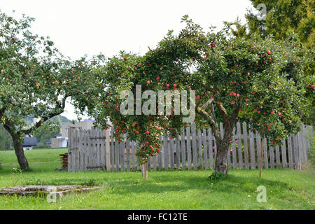 Mele mature su apple tree e il vecchio pozzo Foto Stock