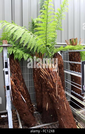 Cyathea cooperi o noto come albero australiano di felce, lacy tree fern, squamosa tree fern, o Cooper's tree fern Foto Stock