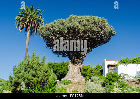 Dragon Tree a Tenerife, Spagna Foto Stock