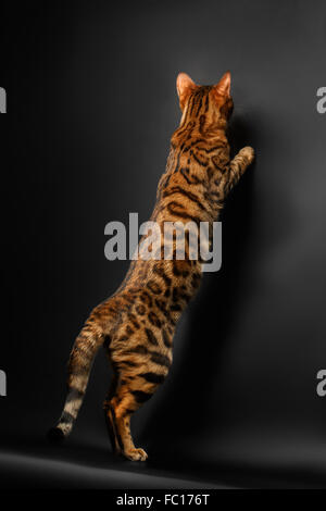 Gatto bengala in piedi sulle zampe posteriori e la cattura Foto Stock