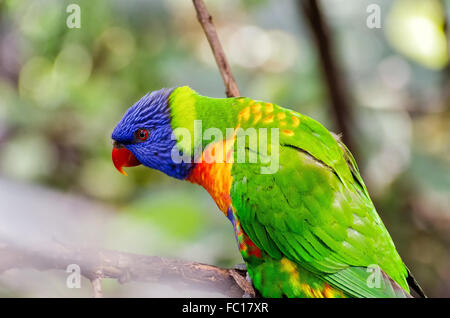 Lori arcobaleno Foto Stock