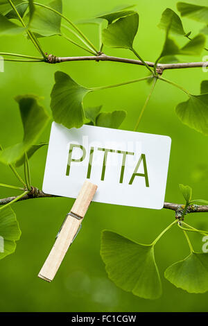 La parola "Pitta in un Ginkgo Tree Foto Stock