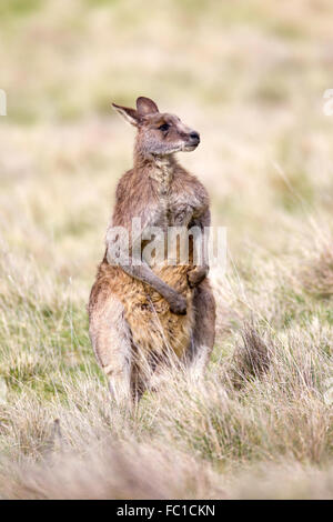 Grande maschio di canguro Foto Stock