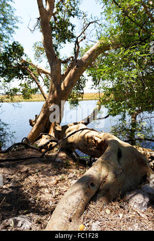 Paesaggio del fiume Chobe nel Chobe National Park, Botswana, Africa Foto Stock