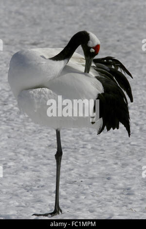 Rosso-Crowned Crane grus japonensis Foto Stock