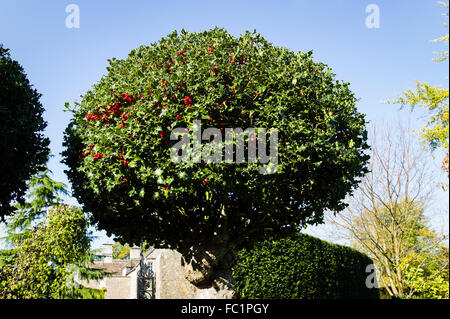 Una a bacca rotonda holly tree in un giardino inglese Foto Stock
