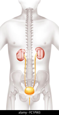 Il sistema urinario, disegno Foto Stock