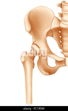 FEMORE FRATTURATO Foto Stock