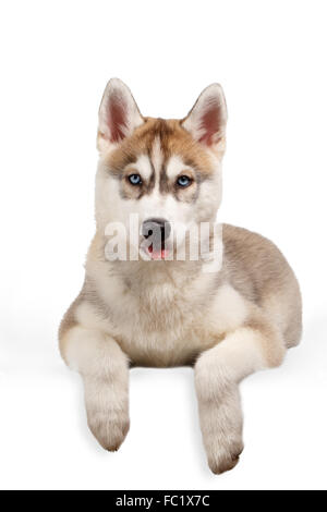 Siberian Husky cucciolo che mostra la linguetta Foto Stock