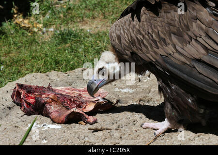 Parco Ornitologico (Parc des oiseaux de Villards-les-Dombes). Eurasian grifone (Gyps fulvus). Foto Stock