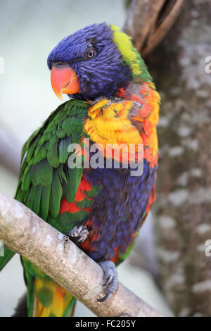 Parco Ornitologico (Parc des oiseaux de Villards-les-Dombes). Rainbow lorikeet (Trichoglossus haematodous moluccanus ). Foto Stock