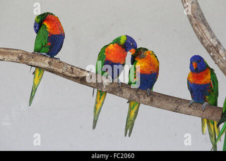 Parco Ornitologico (Parc des oiseaux de Villards-les-Dombes). Rainbow lorikeet (Trichoglossus haematodous moluccanus). Foto Stock