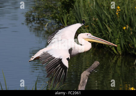 Parco Ornitologico (Parc des oiseaux de Villards-les-Dombes). Orientale pellicano bianco (Pelecanus onocrotalus). Foto Stock