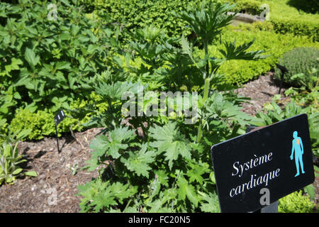 Il giardino dei cinque sensi (Jardin des Cinq Sens). Piante medicinali. Foto Stock