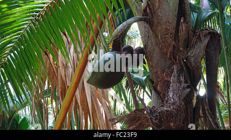 noce di cocco sull'albero Foto Stock