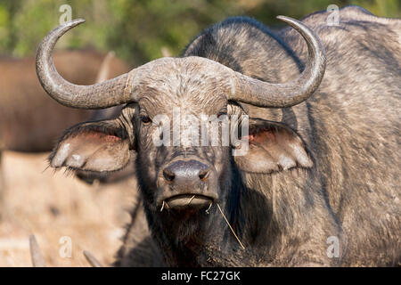 Bufali (Syncerus caffer), ritratto, Ol Pejeta Riserva, Kenya Foto Stock