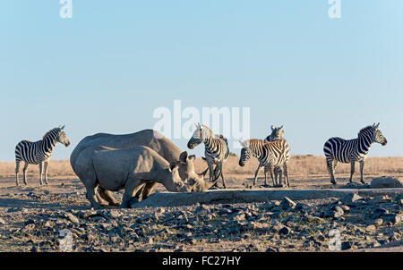 Il rinoceronte nero (Diceros simum) bere a waterhole artificiale, back pianure zebra (Equus quagga), Ol Pejeta Riserva, Kenya Foto Stock