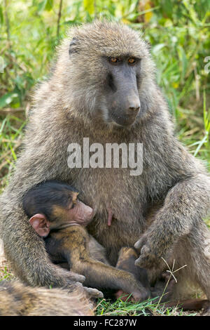 Anubi o babbuino oliva (papio anubis) allattamento giovani, Lake Nakuru National Park, Kenya Foto Stock