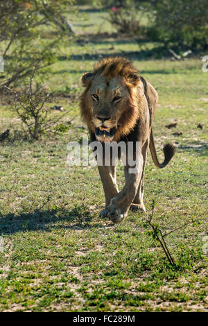 Lion (Panthera leo) passeggiate, frontale, maschio, Mala Mala Game Reserve, Sabi Sands, Sud Africa Foto Stock