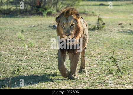 Lion (Panthera leo) passeggiate, frontale, maschio, Mala Mala Game Reserve, Sabi Sands, Sud Africa Foto Stock