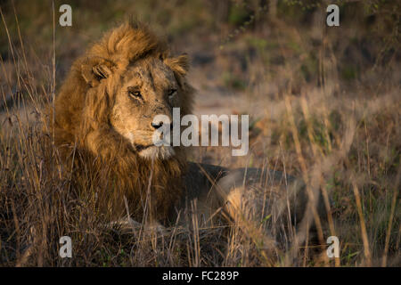 Lion (Panthera leo), maschio giacente in erba, Sabi Sands Game Reserve, Sud Africa Foto Stock