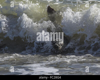 Surf guarnizione grigio Foto Stock