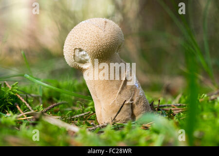 Pestello puffball o a stelo lungo (puffball Lycoperdon excipuliforme), Darß Forest, Darß, Fischland-Darß-Zingst, Western Foto Stock