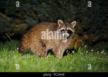 Procione comune ( Procione lotor ) sembra sorpreso, sta in piedi di fronte ad alcuni cespugli, in tarda notte, fauna selvatica, Germania. Foto Stock