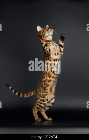 Femmina giocoso Gatto bengala sorge su gambe posteriori Foto Stock