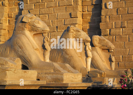 Egitto statue di Sphinx in tempio di Karnak Foto Stock