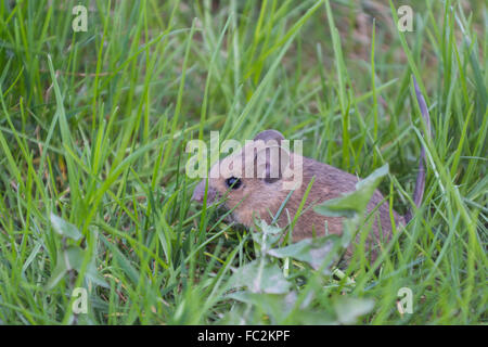 Mouse giovane seduto in erba - close-up Foto Stock