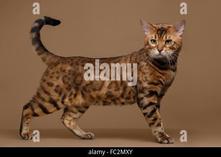 Bellissimo Gatto bengala sorge su sfondo marrone Foto Stock