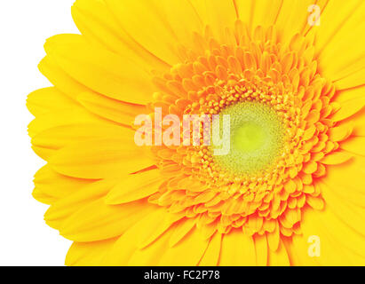 Bel colore giallo fiore di gerbera, isolato su bianco Foto Stock