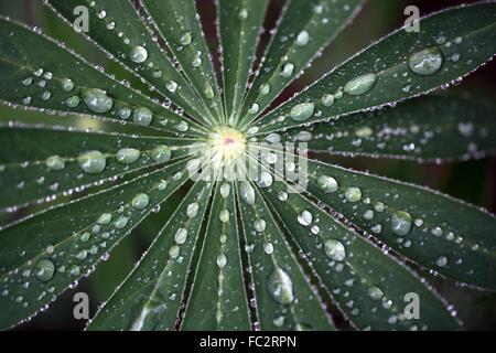 Gocce d'acqua su una foglia di lupino sotto la pioggia. Foto Stock