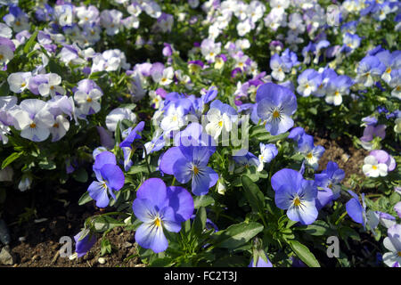 Viole Foto Stock