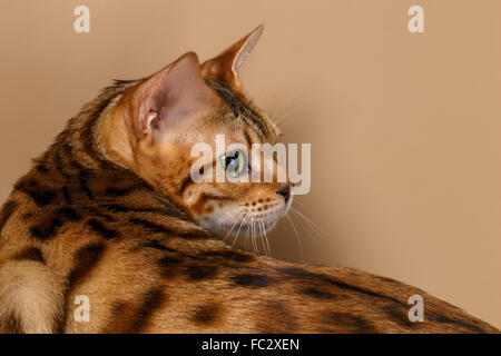 Gatto bengala ruotato indietro su marrone Foto Stock